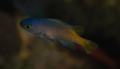 Chromis punctipinnis,  juvenile Blacksmith