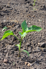 pepper seedlings in a greenhouse