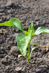 pepper seedlings in a greenhouse