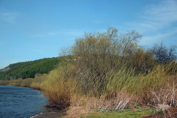 Fototapeta na wymiar Thickets of bushes on the river Bank. Autumn landscape under cloudless blue sky.