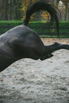 Black horse under the rain