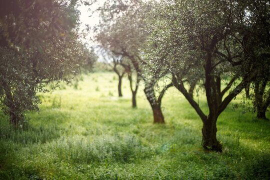 Fototapeta Olive Trees