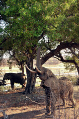 Fototapeta na wymiar An elephant in the Kruger Park reaching high with its trunk to get young green leaves