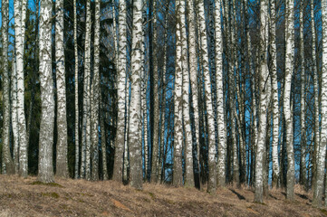 birch park