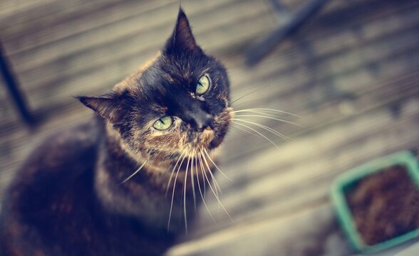 Female Cat Looking Up At Owner.