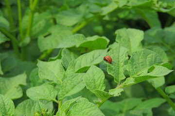 Colorado potato beetle eats potatoes