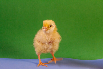 Little quail chick quail diseases. Newborn yellow chicken. Chick hatched from an egg.