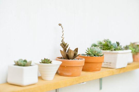 Various Cultivated Plants in Small Pots Aligned at Wooden Stand on White Wall.