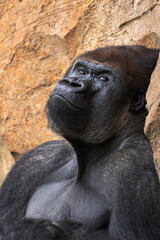 Obraz premium Beautiful medium shot of male gorilla, alpha of the pack, looking at the camera while leaning on a rock