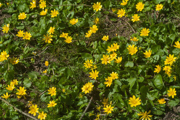 yellow spring flowers
