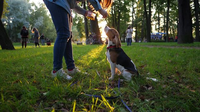 Woman train young dog to sit vertically on hind legs, hold snack in hand over obedient doggy. Slow motion shot, bright sun shine through trees trunks, dim park area, beautiful golden hour time