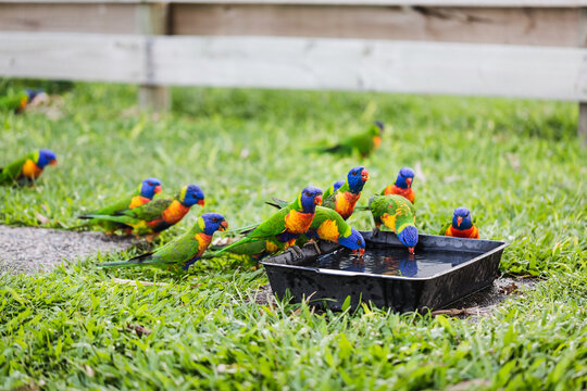 Parrots drinking water in a garden