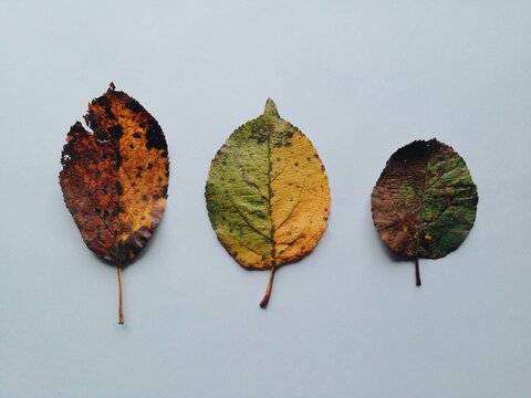 Three autumn leaves, half coloured
