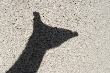 Shadow of a man's hand on the wall.