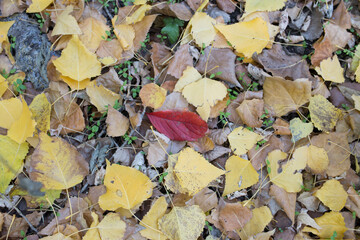 one red leaf among yellow leaves