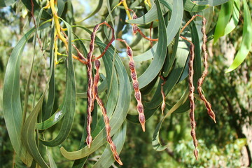 Golden Wattle fruits (Acacia pycnantha)