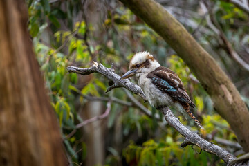 Laughing Kookaburra ( Dacelo novaeguineae) perched on a branch in the region of Melbourne (Australia)