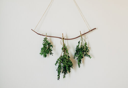 Minimal Wall Decoration of Boxwood Greens Hanging From Twig