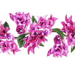 Fototapeta premium Seamless pattern with flowers of bougainvillea.
