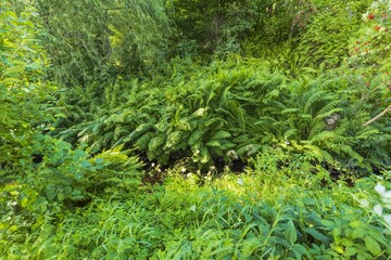 Gorgeous green natural background of fresh green forest plants.