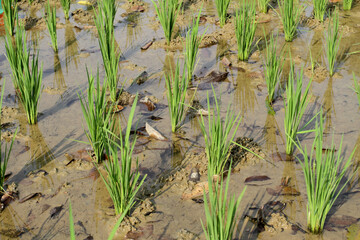 Fototapeta na wymiar Rice plants began to grow in rice fields in Bogor, West Java, Indonesia
