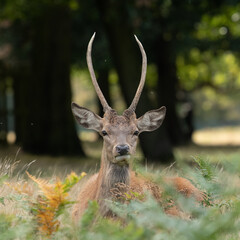 Closeup of a young male red deer