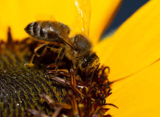 Fleißige Biene mit Pollen im Gesicht auf Sonnenblume Makro seitlich 1