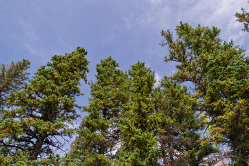 View of Trees against the Blue Sky