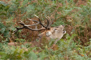Large red stag deer roaring in the bracken