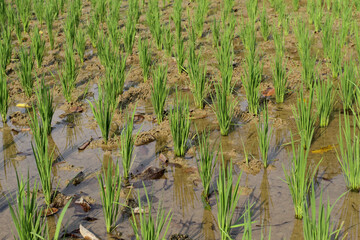 Rice plants began to grow in rice fields in Bogor, West Java, Indonesia