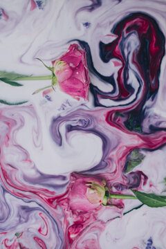 Two pink roses immersed in colorful milk
