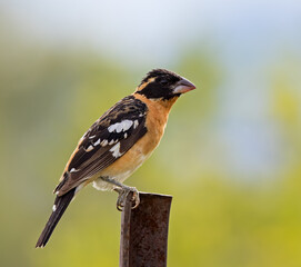 Black-headed Grosbeak perching