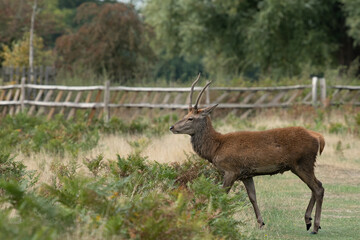Young red stag on the move