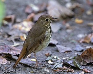 Portrait of a Hermit Thrush 