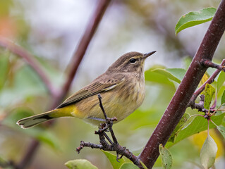 Palm Warbler during fall migration