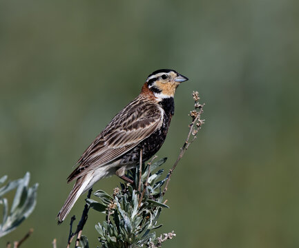 Chestnut-collared Longspur