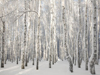 Fototapeta premium Winter sunny birch forest with snowy trees