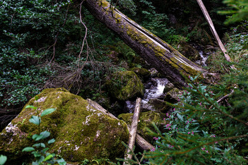 The Ravenna Gorge in the Black Forest is a narrow and steep side valley of the Hoellen Valley,...