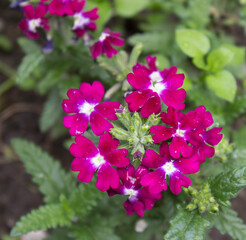 pink flowers in the garden