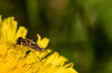 bee on yellow flower