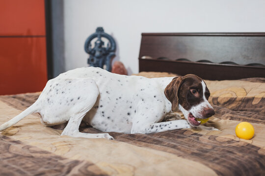 Cute dog playing with a ball on bedroom