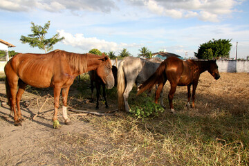 eunapolis, bahia / brazil - april 4, 2008: horses seized by the Zoonosis Control Center in the city...