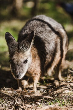 Wallaby