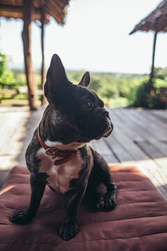 Cute French Bulldog sitting on a red cushion