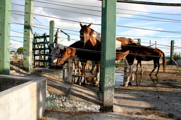 eunapolis, bahia / brazil - april 4, 2008: horses seized by the Zoonosis Control Center in the city...
