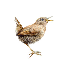 European brown wren watercolor illustration. Small forest song bird hand drawn illustration. Europe wren wild bird with a funny tail side view isolated on white background - obrazy, fototapety, plakaty