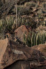 Petroglifos en el desierto