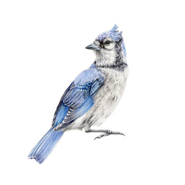 211 Blue Jay Bird High Res Vector Graphics - Getty Images