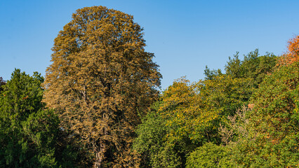 Fototapeta premium Flora, Köln, Garten, Park, Blumen, Bäume, Parkanlage, botanischer Garten, Wiese,