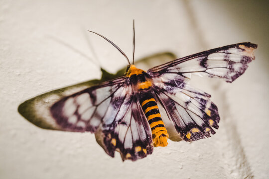 moth